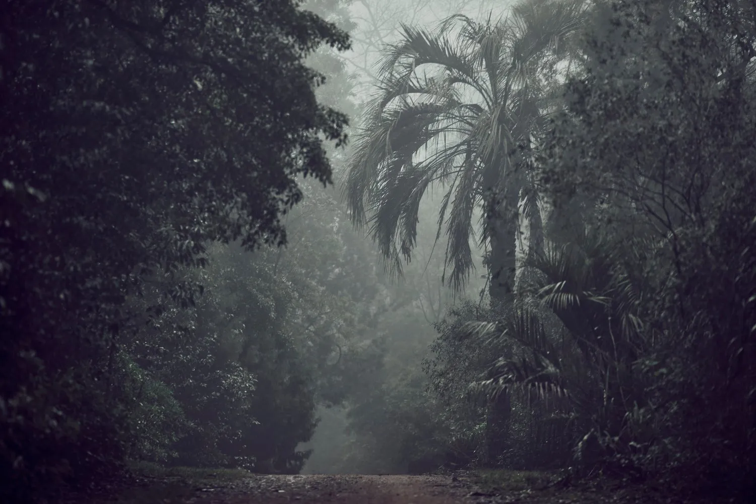 Palmeras en la niebla, Baño de Bosque