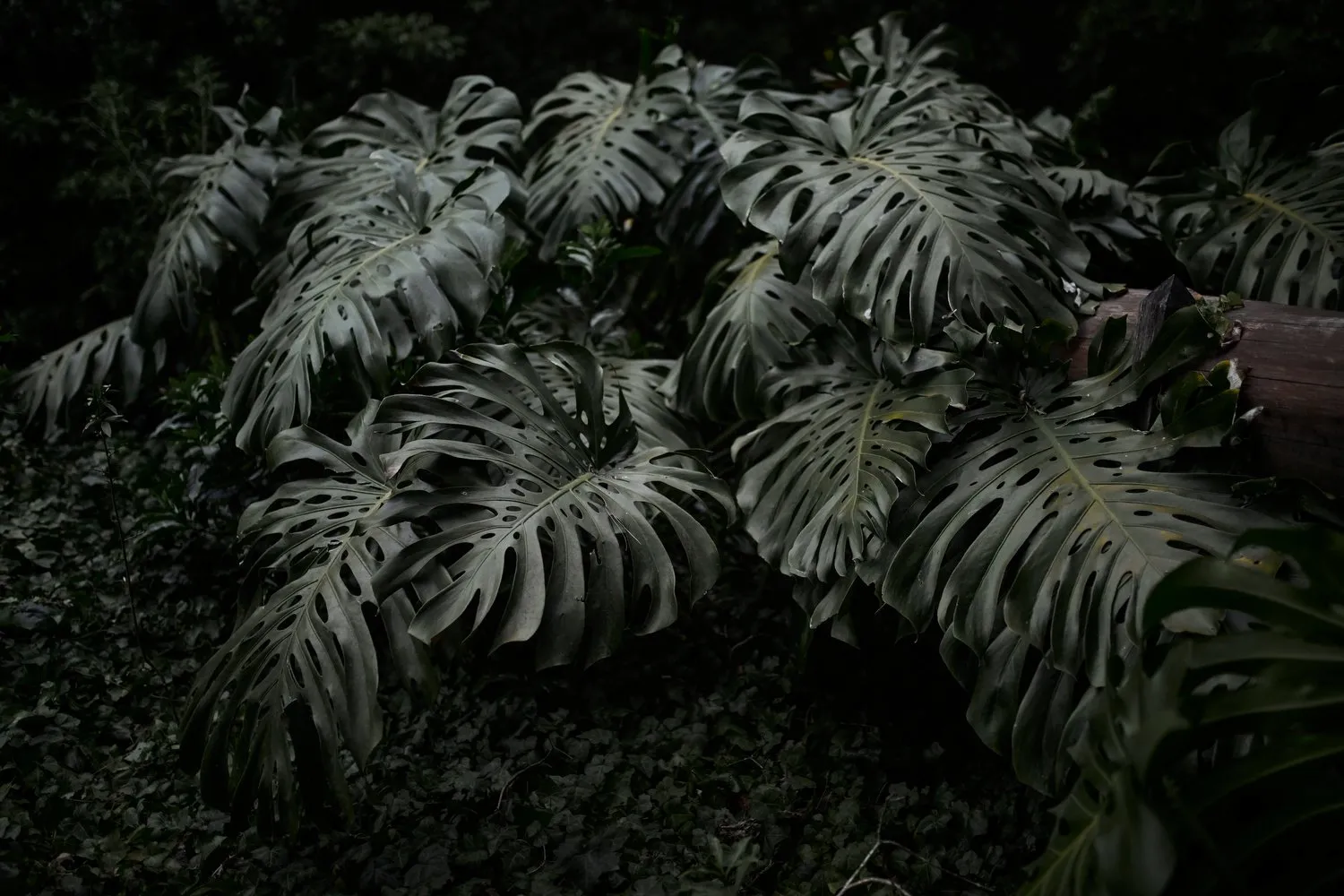 T1_IB_6775.JPG