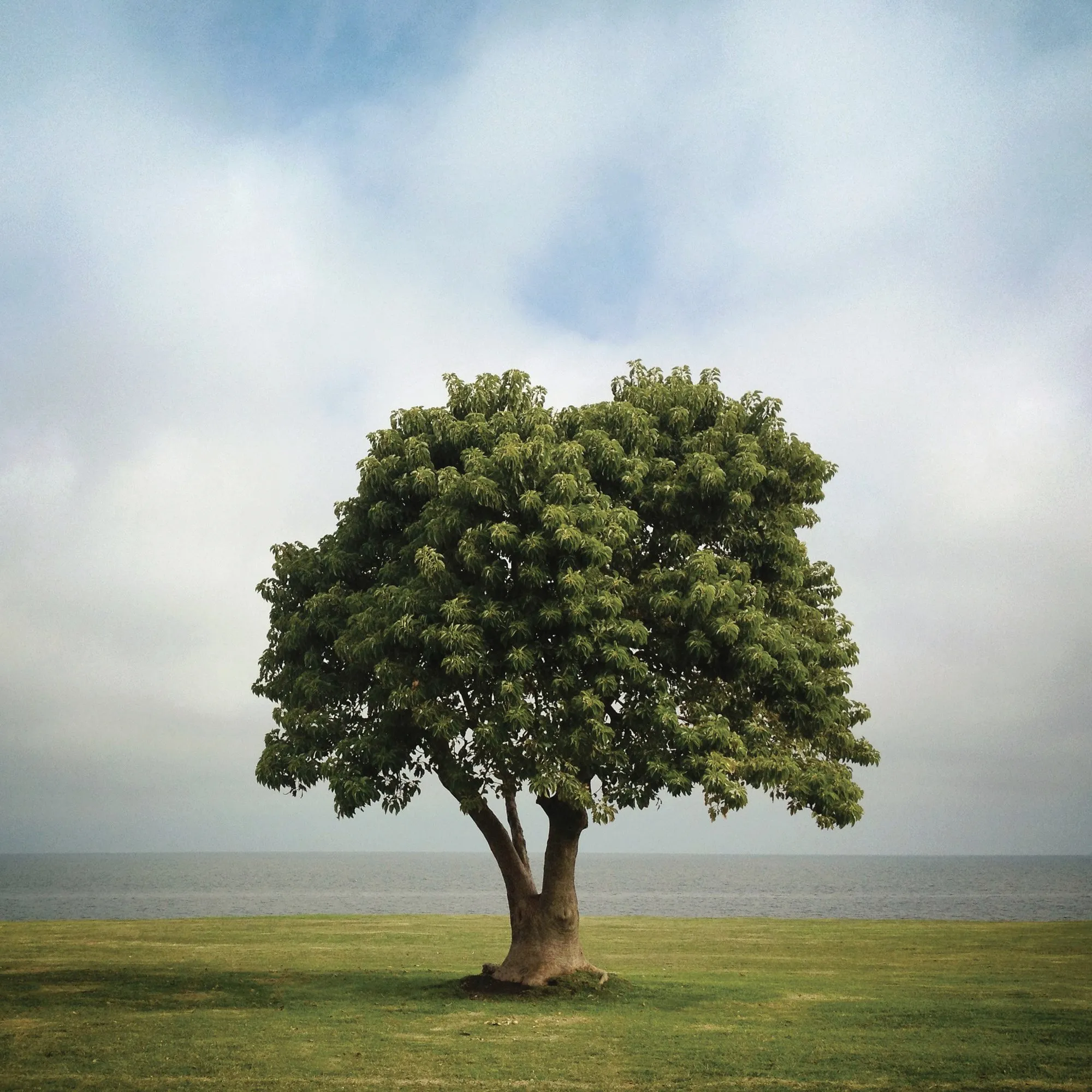 arbol_2339.JPG