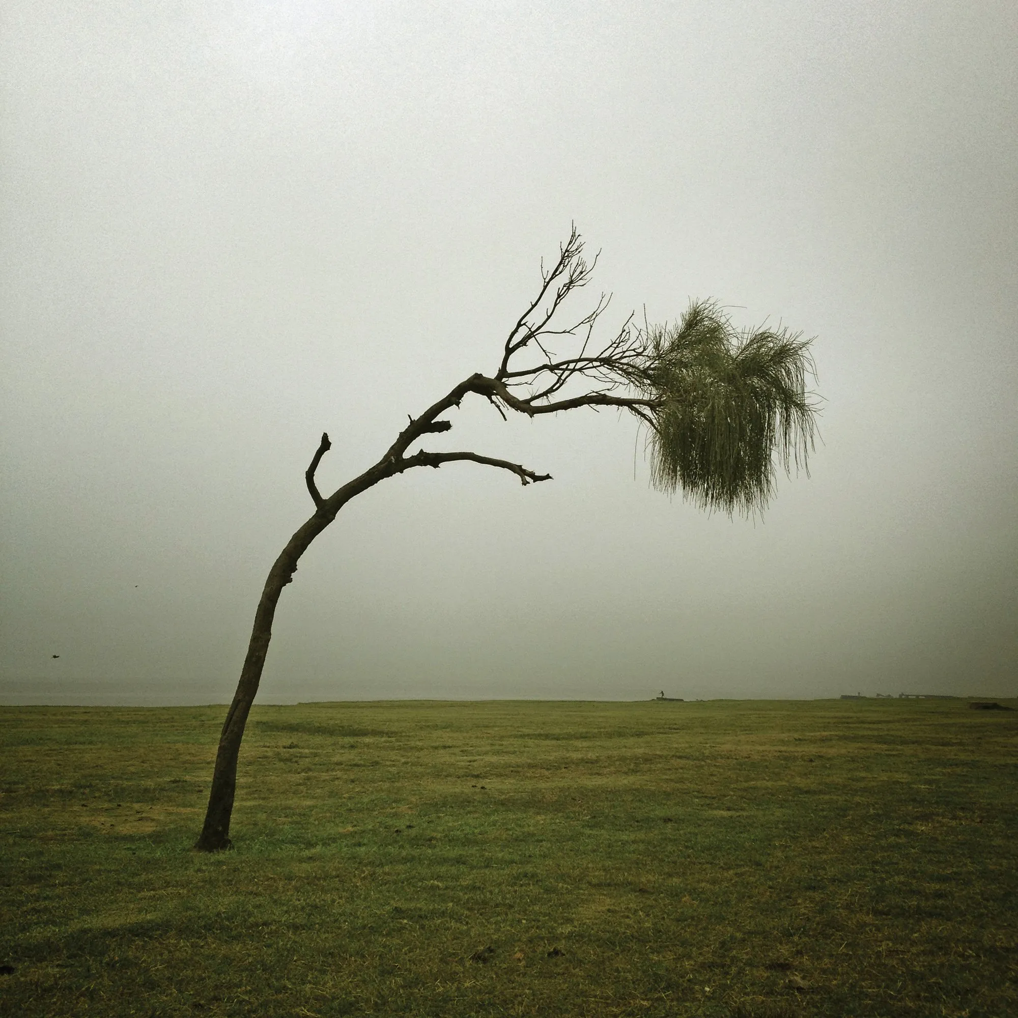 arbol_2346.JPG