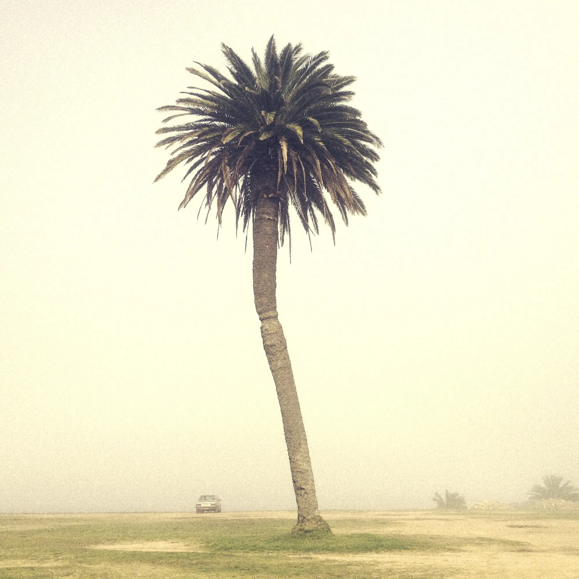 arbol_2743.JPG
