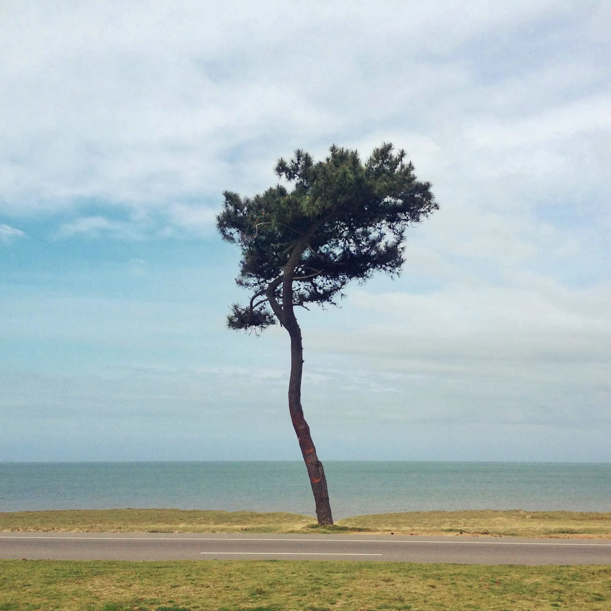 arbol_2941.JPG