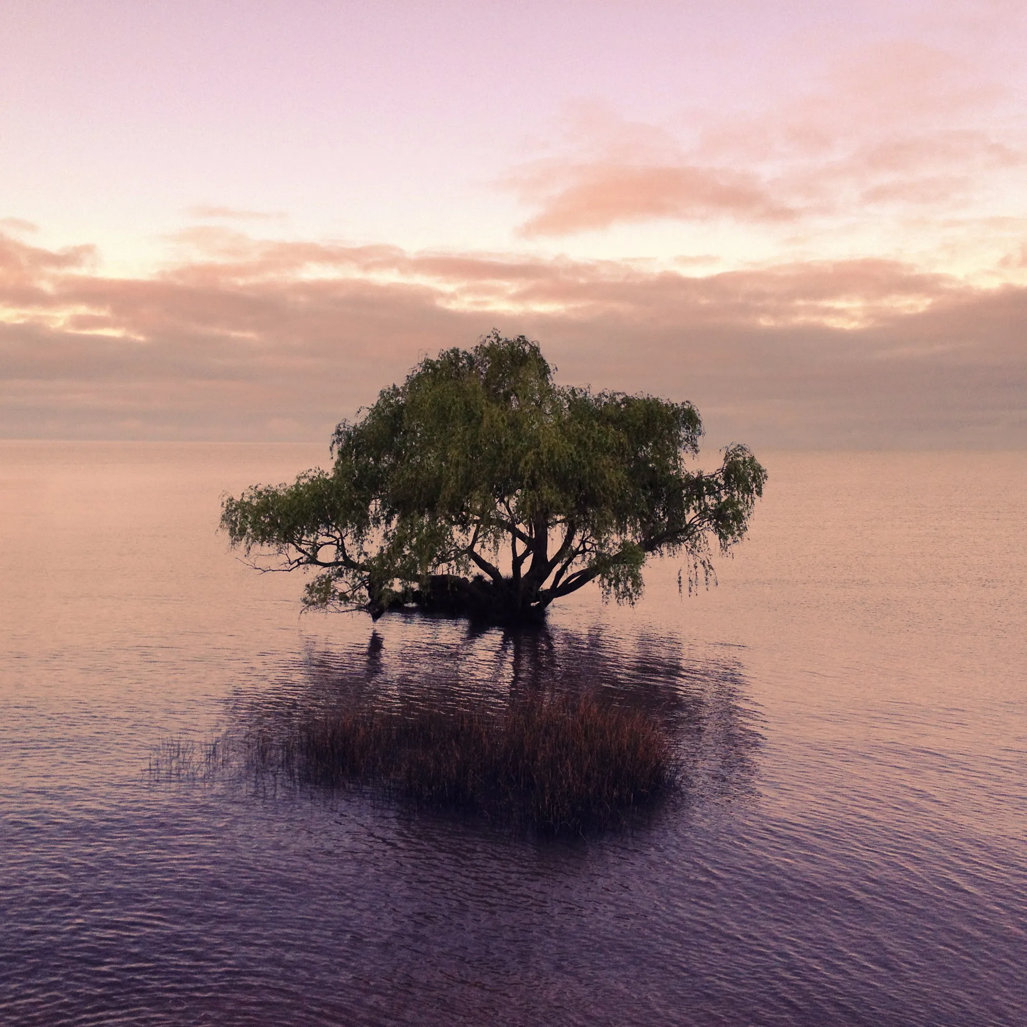 arbol_3050.JPG