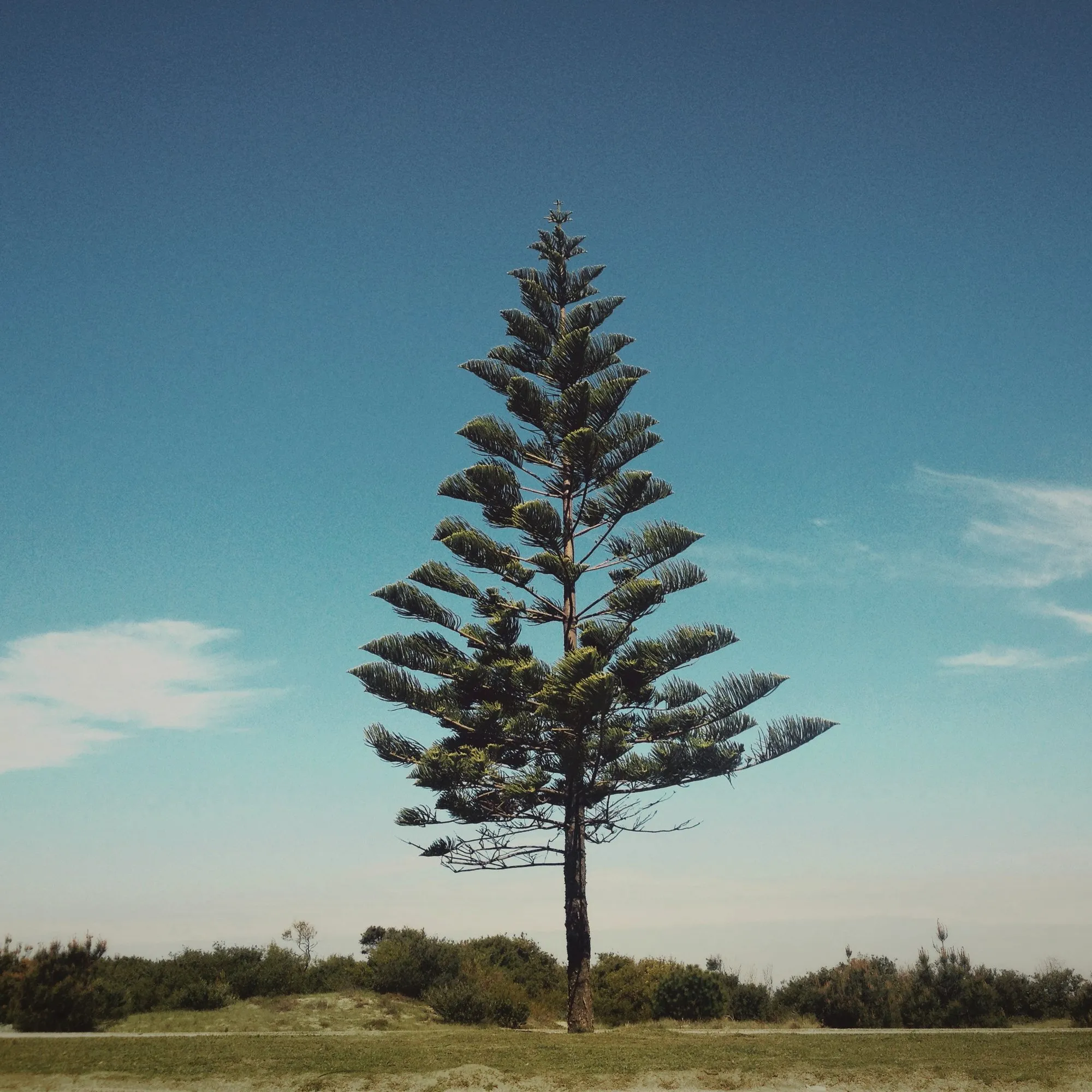 arbol_3124.JPG