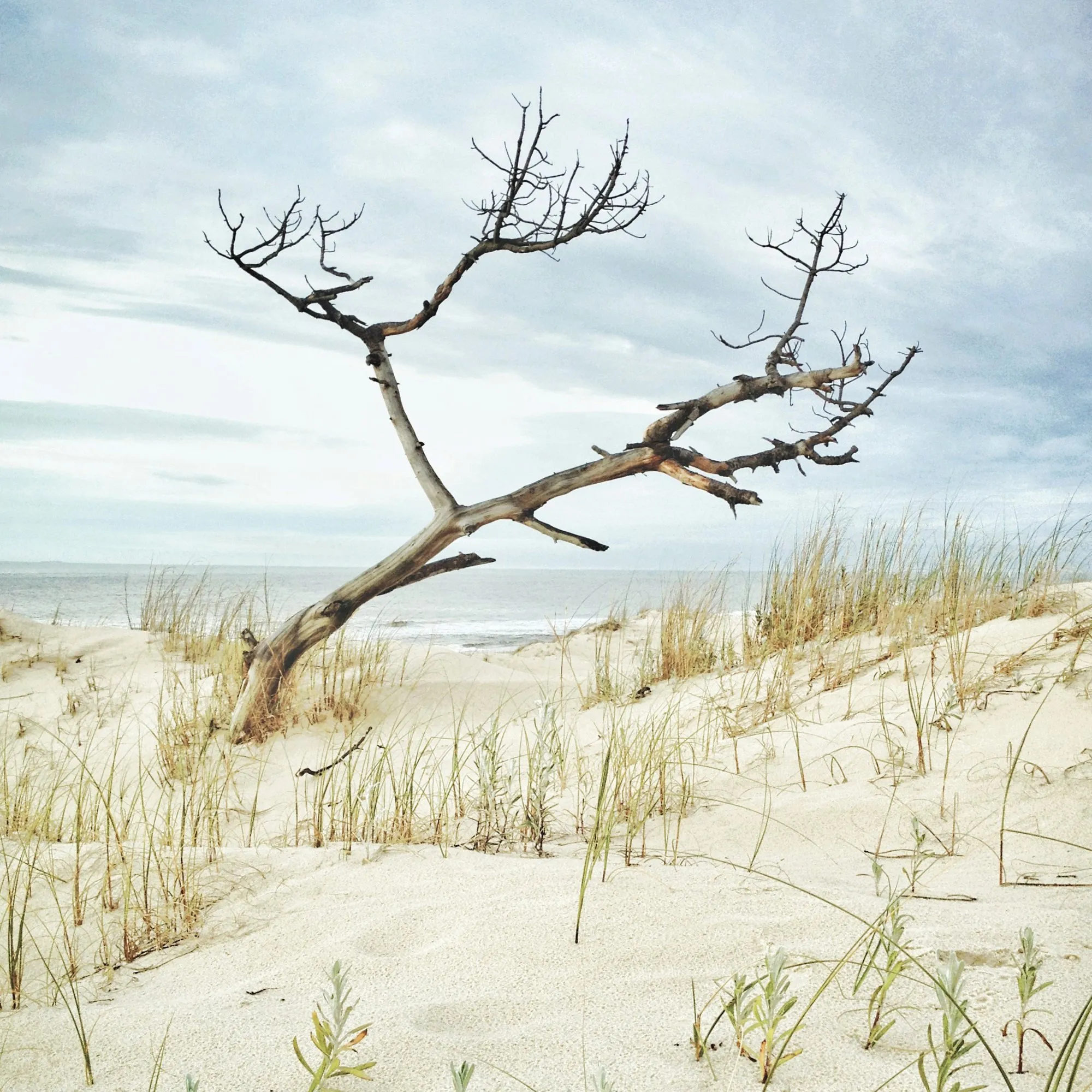 arbol_3131.JPG
