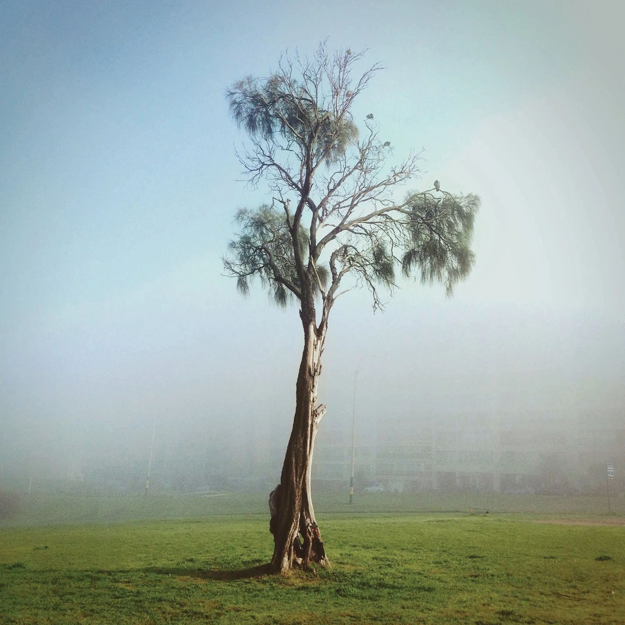 arbol_3143.JPG