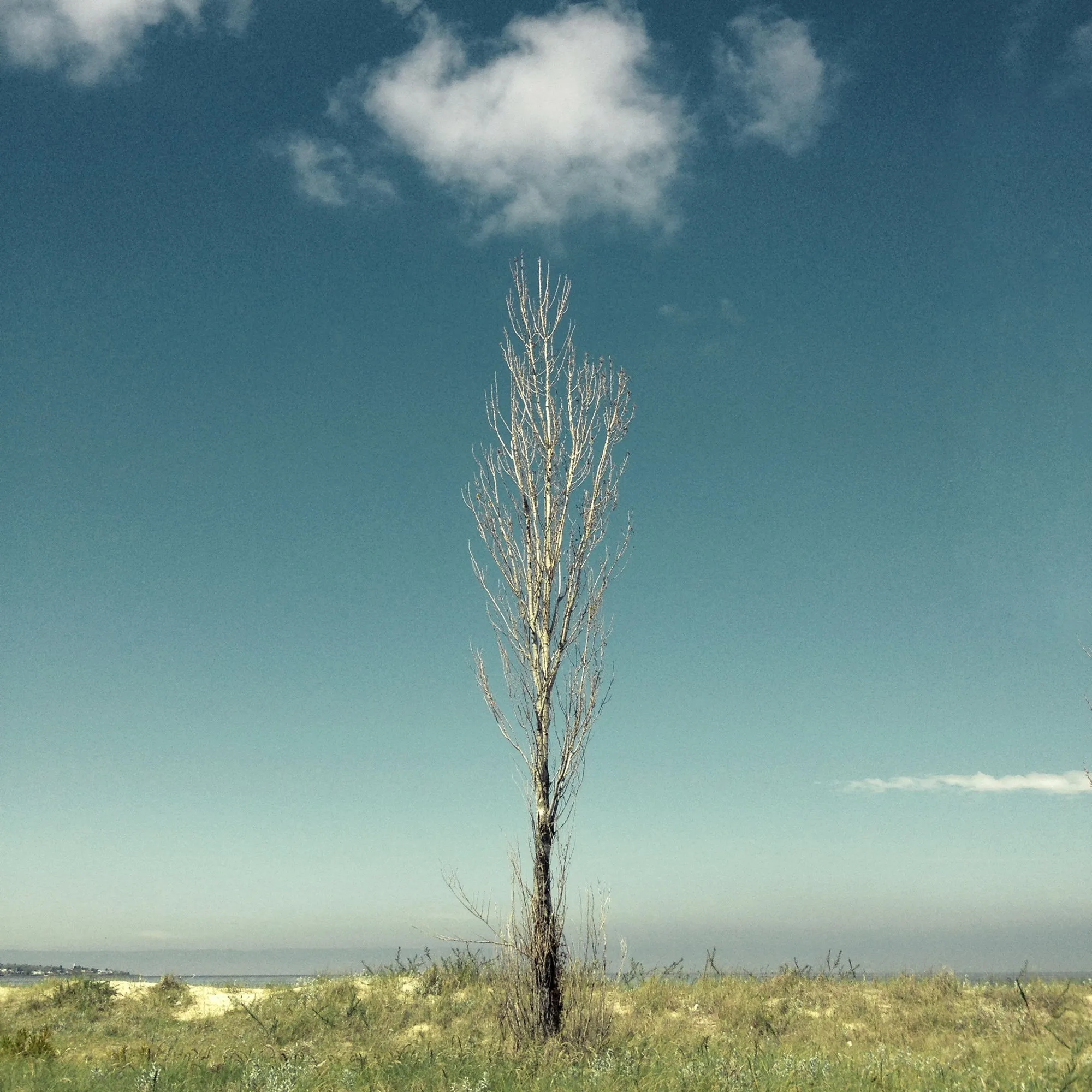 arbol_3149.JPG