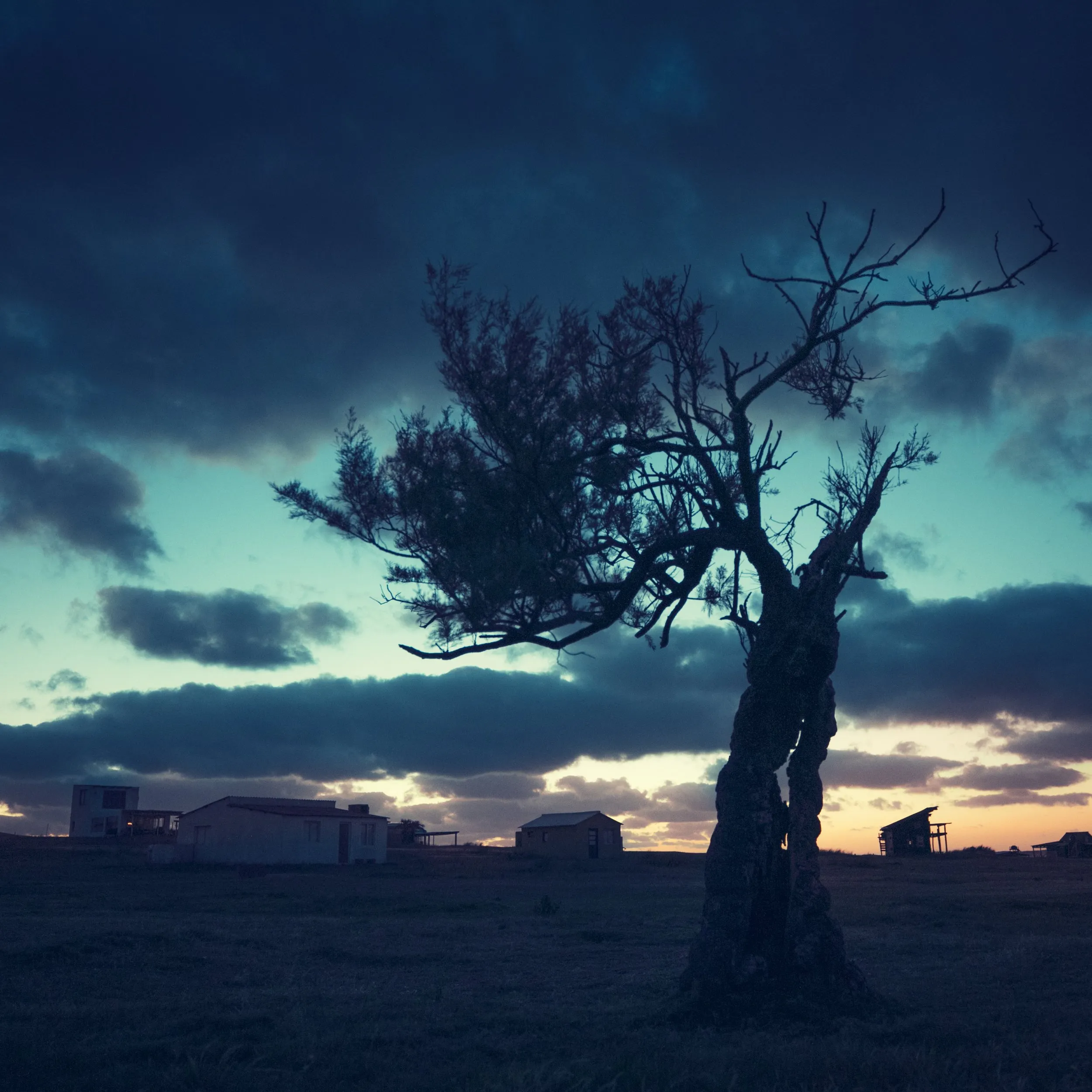 arbol_4728.jpg